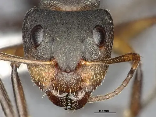Camponotus scipio specimen CASENT4032248 image casent4032248_2