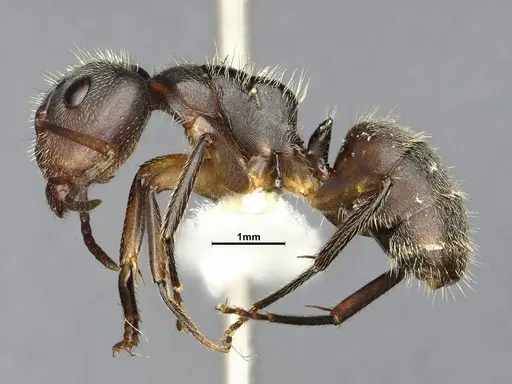 Camponotus scipio specimen CASENT4032248 image casent4032248_3