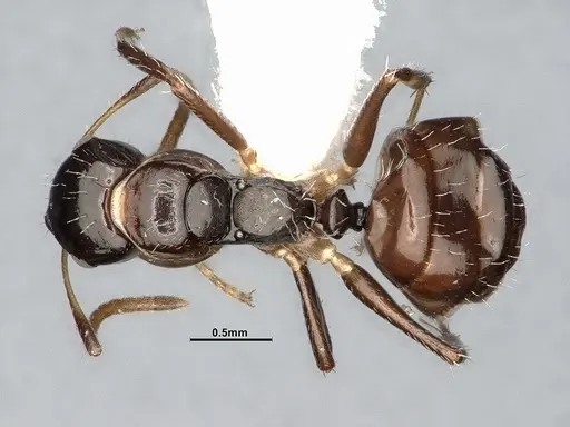 Camponotus scissus specimen ANTWEB1053774 image antweb1053774_1