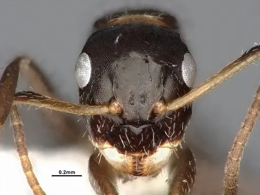 Camponotus scissus specimen ANTWEB1053774 image antweb1053774_2