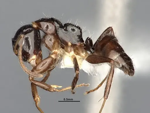 Camponotus scissus specimen ANTWEB1053774 image antweb1053774_3