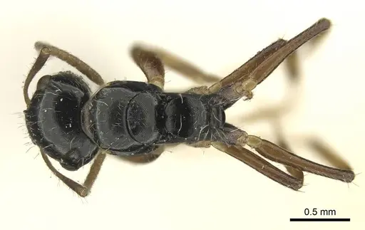 Camponotus scissus specimen CASENT0915802 image casent0915802_1
