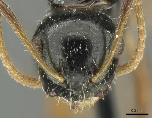 Camponotus scissus specimen CASENT0915802 image casent0915802_2