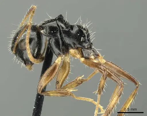 Camponotus scissus specimen CASENT0915802 image casent0915802_3