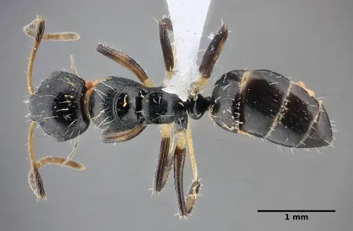 Camponotus scissus specimen UFV-LABECOL-000072 image ufv-labecol-000072_1