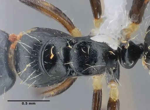 Camponotus scissus specimen UFV-LABECOL-000072 image ufv-labecol-000072_2