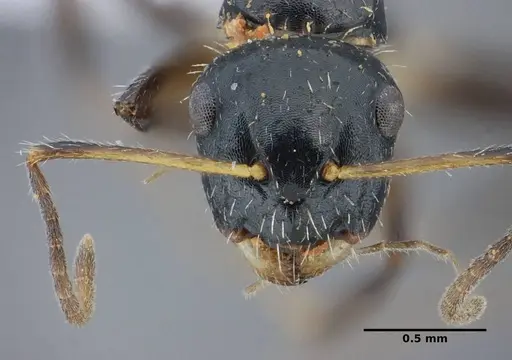 Camponotus scissus specimen UFV-LABECOL-000072 image ufv-labecol-000072_3