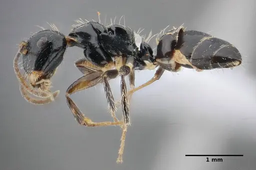 Camponotus scissus specimen UFV-LABECOL-000072 image ufv-labecol-000072_4