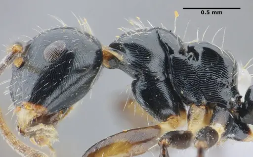 Camponotus scissus specimen UFV-LABECOL-000072 image ufv-labecol-000072_5