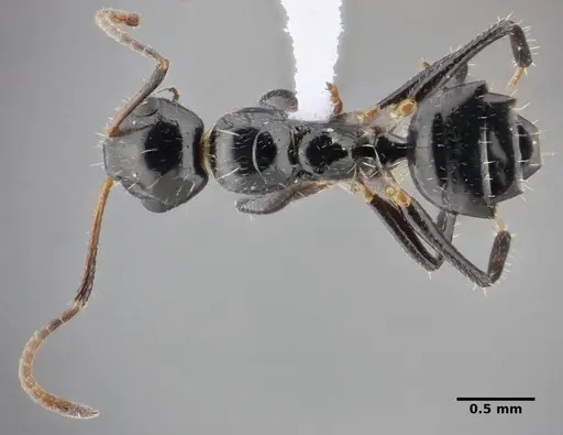 Camponotus scissus specimen UFV-LABECOL-000074 image ufv-labecol-000074_1