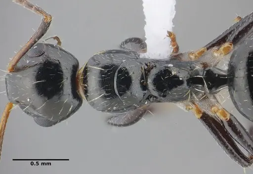 Camponotus scissus specimen UFV-LABECOL-000074 image ufv-labecol-000074_2