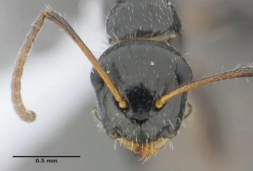 Camponotus scissus specimen UFV-LABECOL-000074 image ufv-labecol-000074_3