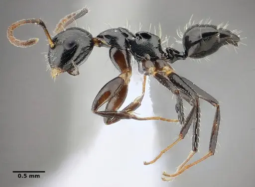 Camponotus scissus specimen UFV-LABECOL-000074 image ufv-labecol-000074_4