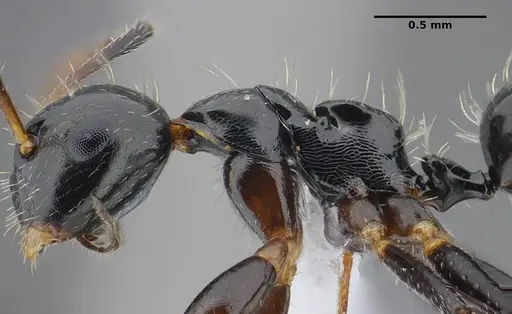 Camponotus scissus specimen UFV-LABECOL-000074 image ufv-labecol-000074_5