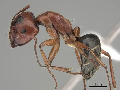 Camponotus scotti specimen CASENT0887697 image casent0887697_1