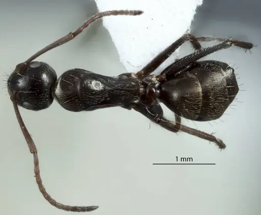 Camponotus scotti specimen JDM32-001340 image jdm32-001340_1