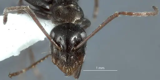 Camponotus scotti specimen JDM32-001340 image jdm32-001340_2