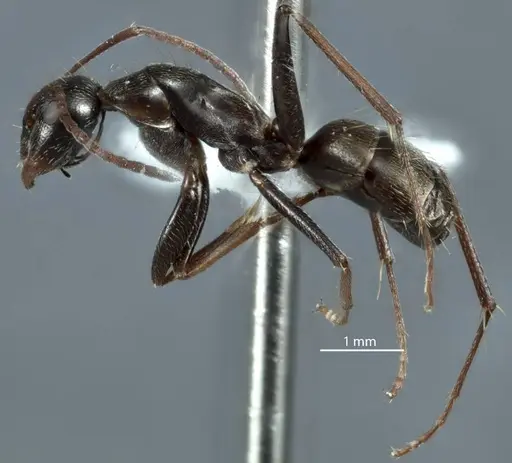 Camponotus scotti specimen JDM32-001340 image jdm32-001340_3