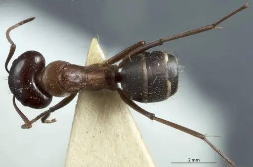 Camponotus scotti specimen JDM32-001342 image jdm32-001342_1