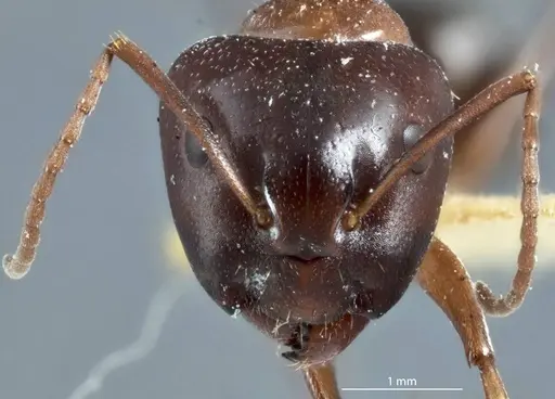 Camponotus scotti specimen JDM32-001342 image jdm32-001342_2