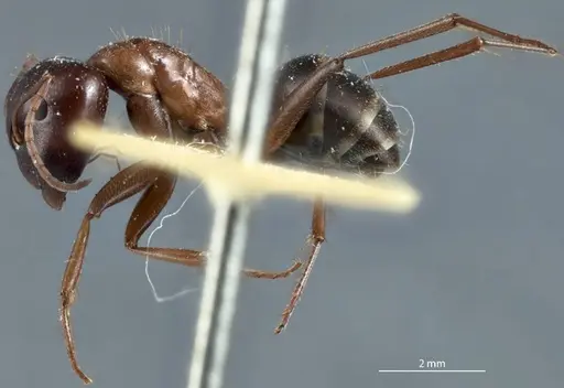 Camponotus scotti specimen JDM32-001342 image jdm32-001342_3