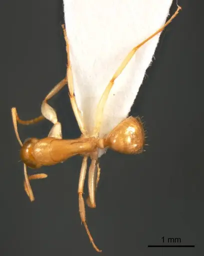 Camponotus scratius specimen ANTWEB1008621 image antweb1008621_1