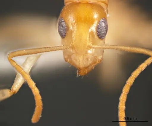 Camponotus scratius specimen ANTWEB1008621 image antweb1008621_2