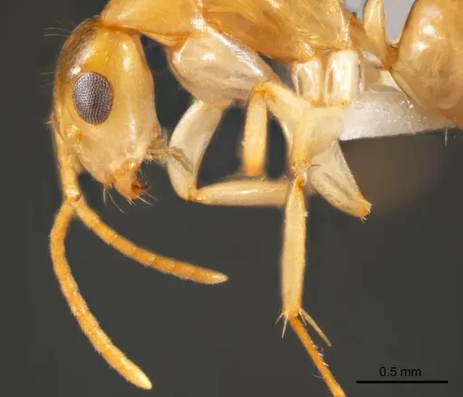 Camponotus scratius specimen ANTWEB1008621 image antweb1008621_3