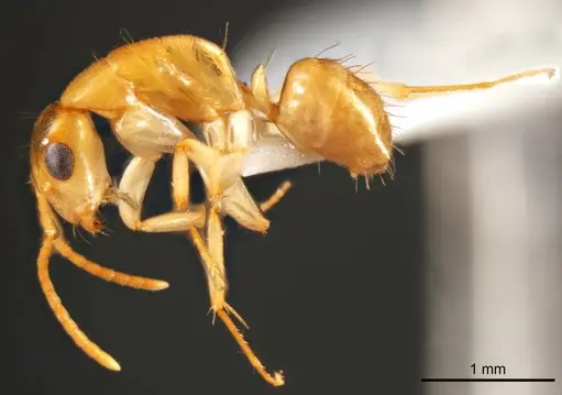 Camponotus scratius specimen ANTWEB1008621 image antweb1008621_4