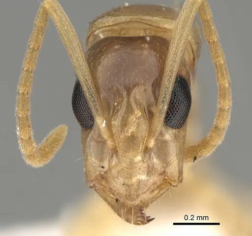 Camponotus scratius specimen CASENT0887721 image casent0887721_1