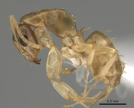 Camponotus scratius specimen CASENT0887721 image casent0887721_2