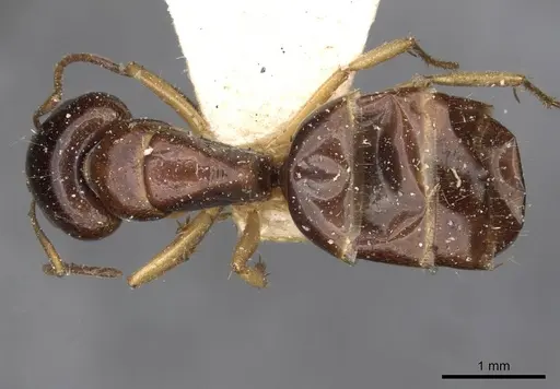 Camponotus scratius specimen CASENT0910399 image casent0910399_1
