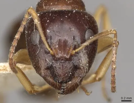 Camponotus scratius specimen CASENT0910399 image casent0910399_2