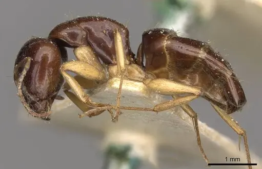 Camponotus scratius specimen CASENT0910399 image casent0910399_3