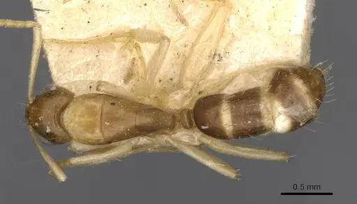 Camponotus scratius specimen CASENT0910400 image casent0910400_1
