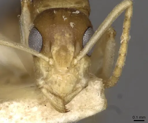 Camponotus scratius specimen CASENT0910400 image casent0910400_2