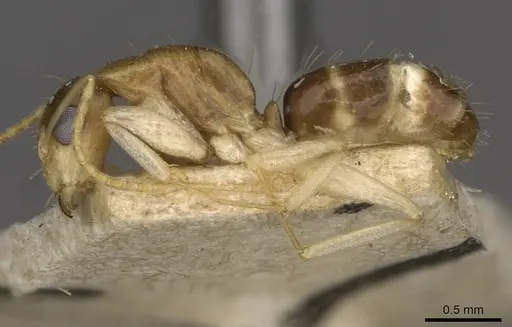 Camponotus scratius specimen CASENT0910400 image casent0910400_3