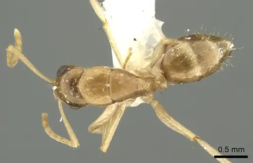 Camponotus scratius specimen CASENT0915770 image casent0915770_1