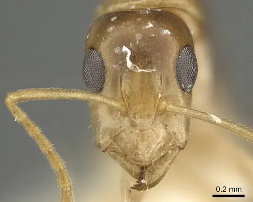 Camponotus scratius specimen CASENT0915770 image casent0915770_2