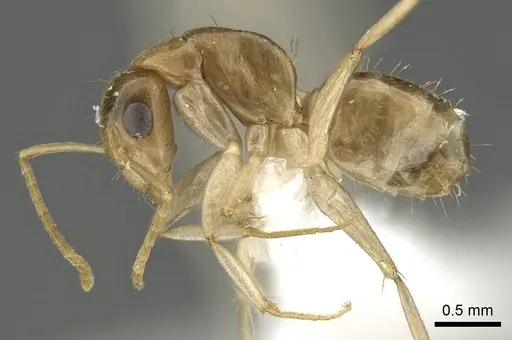 Camponotus scratius specimen CASENT0915770 image casent0915770_3