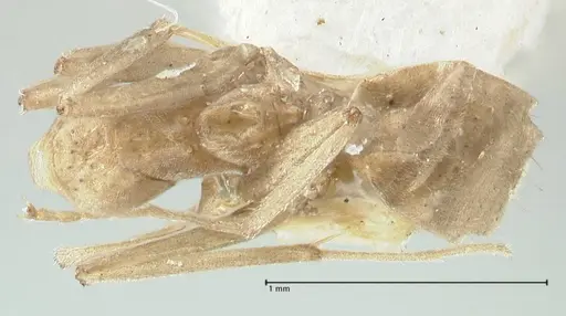 Camponotus scratius specimen FOCOL2252 image focol2252_1