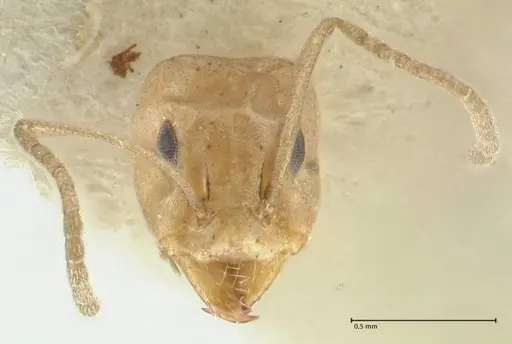 Camponotus scratius specimen FOCOL2252 image focol2252_2