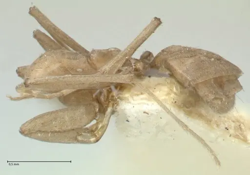 Camponotus scratius specimen FOCOL2252 image focol2252_3