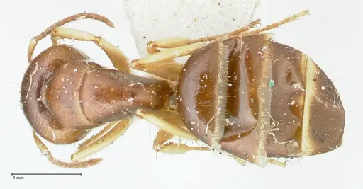 Camponotus scratius specimen FOCOL2253 image focol2253_1