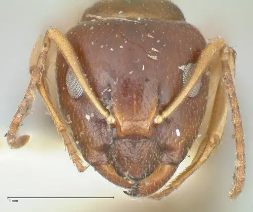 Camponotus scratius specimen FOCOL2253 image focol2253_2