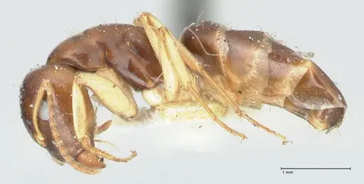 Camponotus scratius specimen FOCOL2253 image focol2253_3