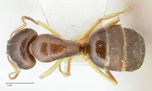 Camponotus scratius specimen FOCOL2254 image focol2254_1