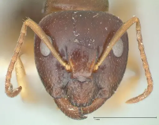 Camponotus scratius specimen FOCOL2254 image focol2254_2