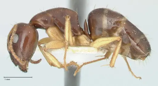 Camponotus scratius specimen FOCOL2254 image focol2254_3