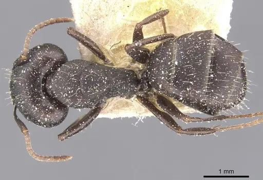Camponotus sculptor specimen CASENT0911692 image casent0911692_1